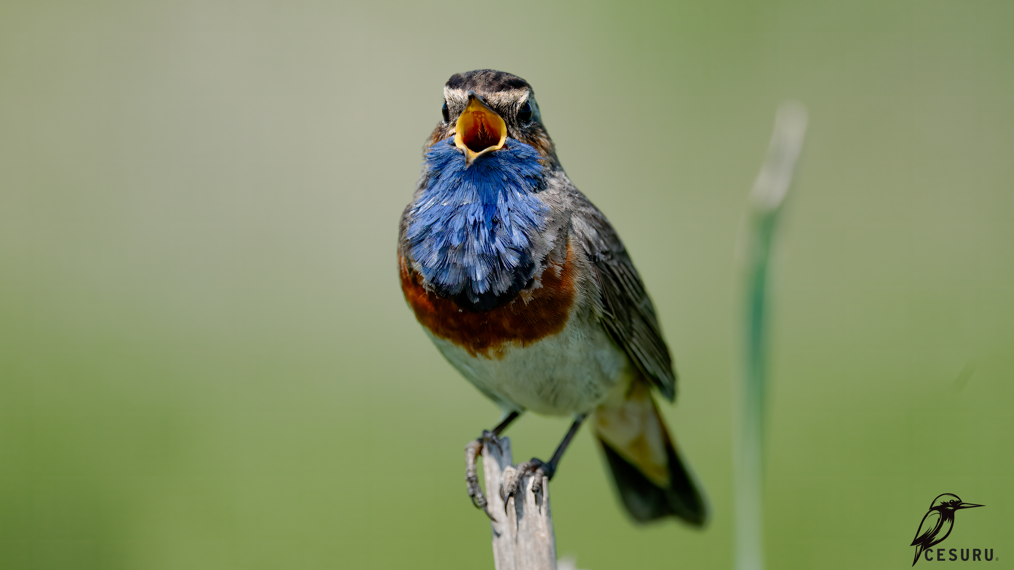 Bluethroat